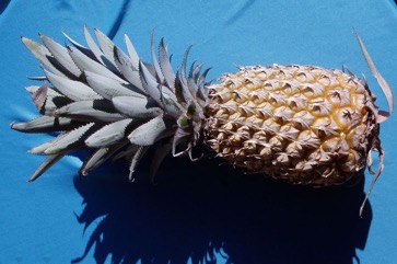 Pineapple