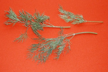 Dill