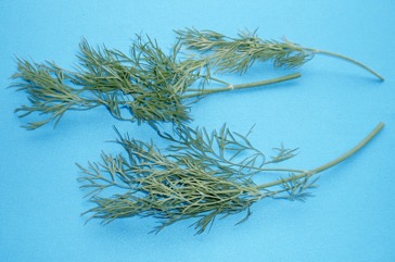 Dill