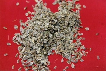 Dill