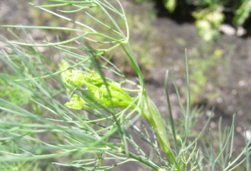 Dill