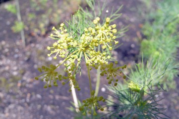 Dill