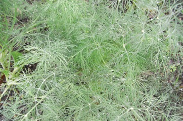 Dill