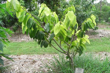 Cherimoya