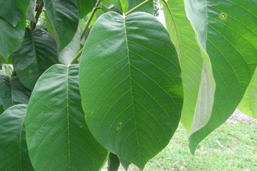 Cherimoya