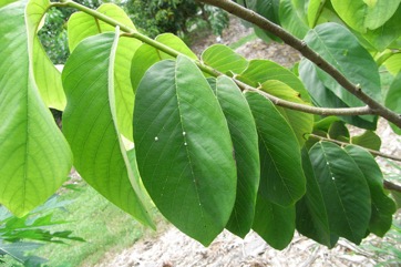 Cherimoya