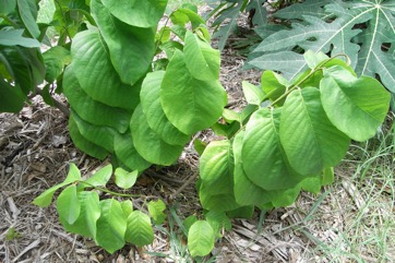 Cherimoya