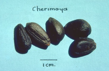 Cherimoya