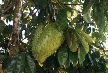 Soursop