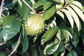 Soursop