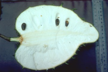 Soursop