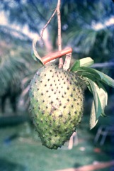 Soursop