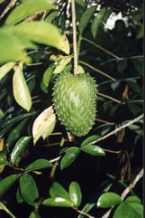 Soursop