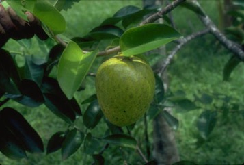 Bullock’s heart