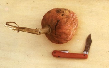 Bullock’s heart