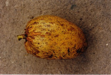 Bullock’s heart