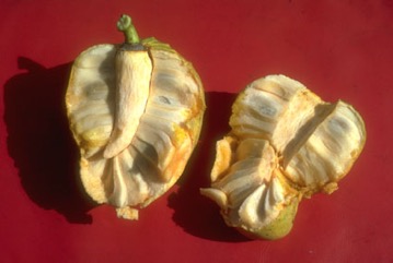 Bullock’s heart