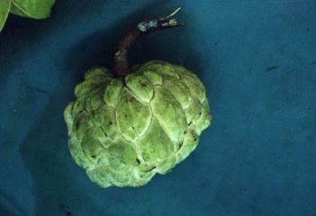 Sweetsop