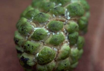 Sweetsop