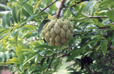 Sweetsop