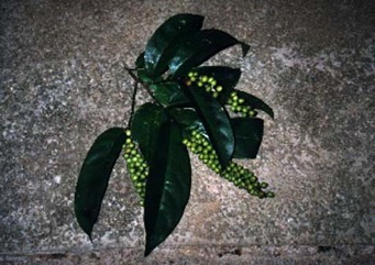 Chinese laurel, Bignay, Currant Tree, Buni