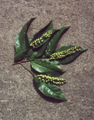 Chinese laurel, Bignay, Currant Tree, Buni