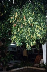 Chinese laurel, Bignay, Currant Tree, Buni