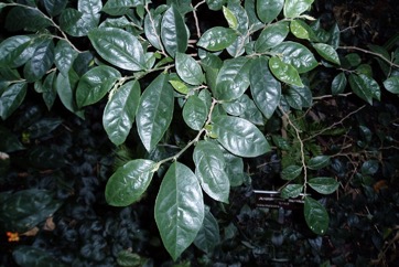 Chinese laurel, Bignay, Currant Tree, Buni