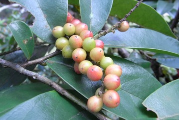 Chinese laurel, Bignay, Currant Tree, Buni