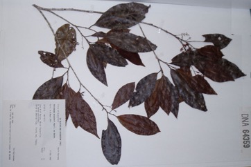 Wild Currant, Currant-tree, Currantwood