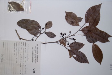 Wild Currant, Currant-tree, Currantwood