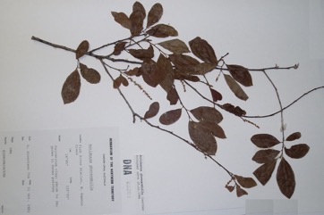 Black currant tree