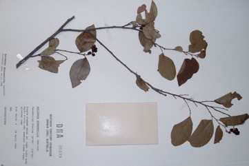 Black currant tree