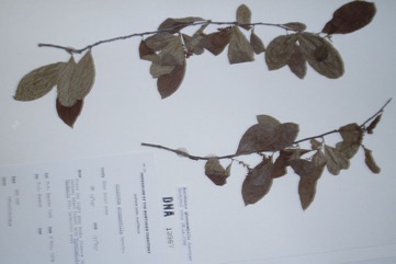Black currant tree