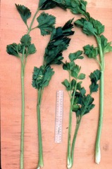 Celery, Stalk celery