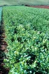 Celery, Stalk celery