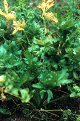 Celery, Stalk celery