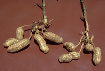 Peanut, Groundnut