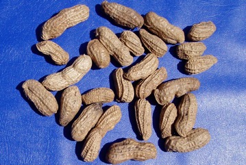 Peanut, Groundnut
