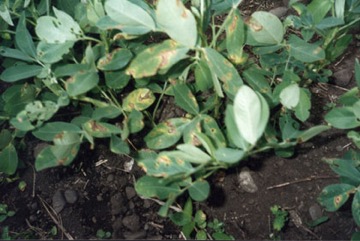 Peanut, Groundnut