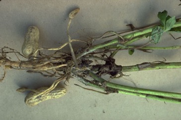Peanut, Groundnut