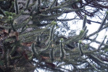 Monkey Puzzle Tree, Chilean pine
