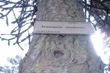 Monkey Puzzle Tree, Chilean pine