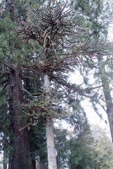Monkey Puzzle Tree, Chilean pine