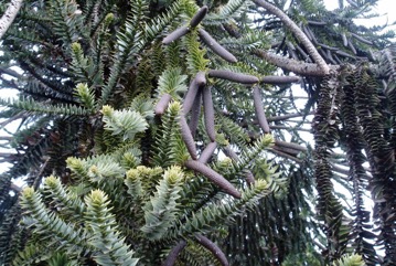 Bunya pine