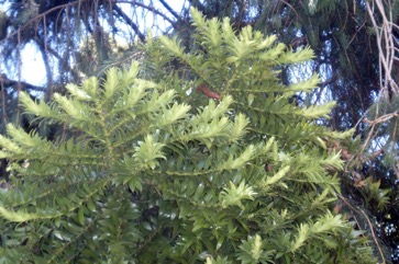 Bunya pine