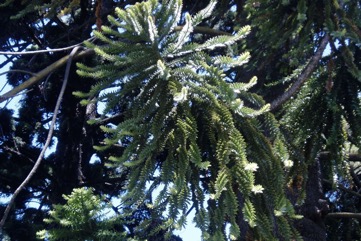 Bunya pine
