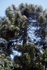 Bunya pine