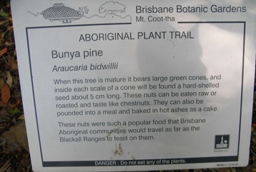 Bunya pine