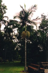 Alexander palm, Alexandra Palm, King palm